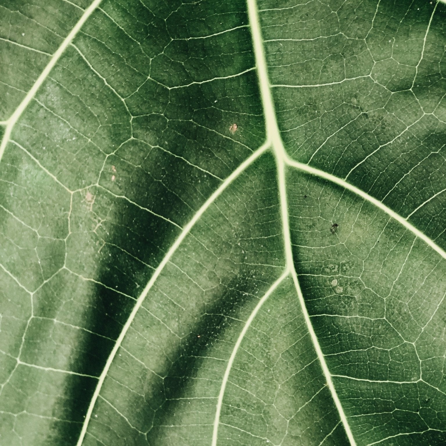 Photo of a dark green leaf with veins.